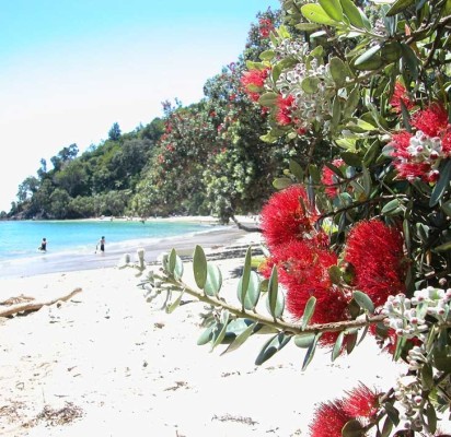 pohutukawa flowers